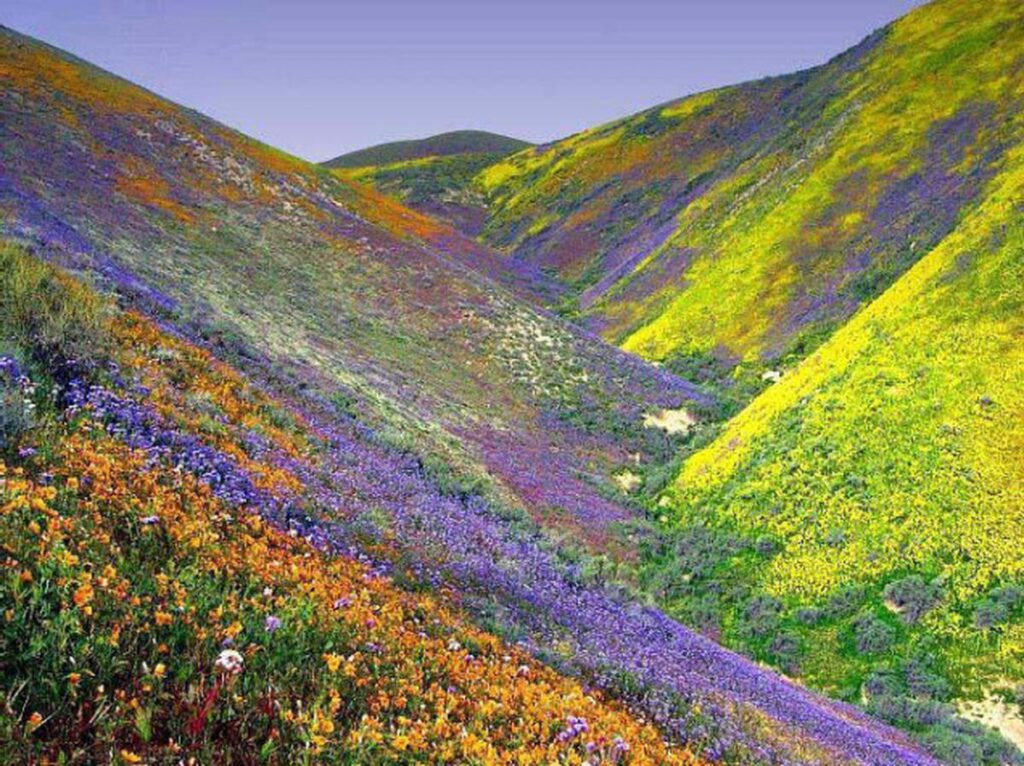 valley of Flowers